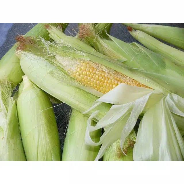 

JAGUNG MANIS DENGAN KULIT/KG