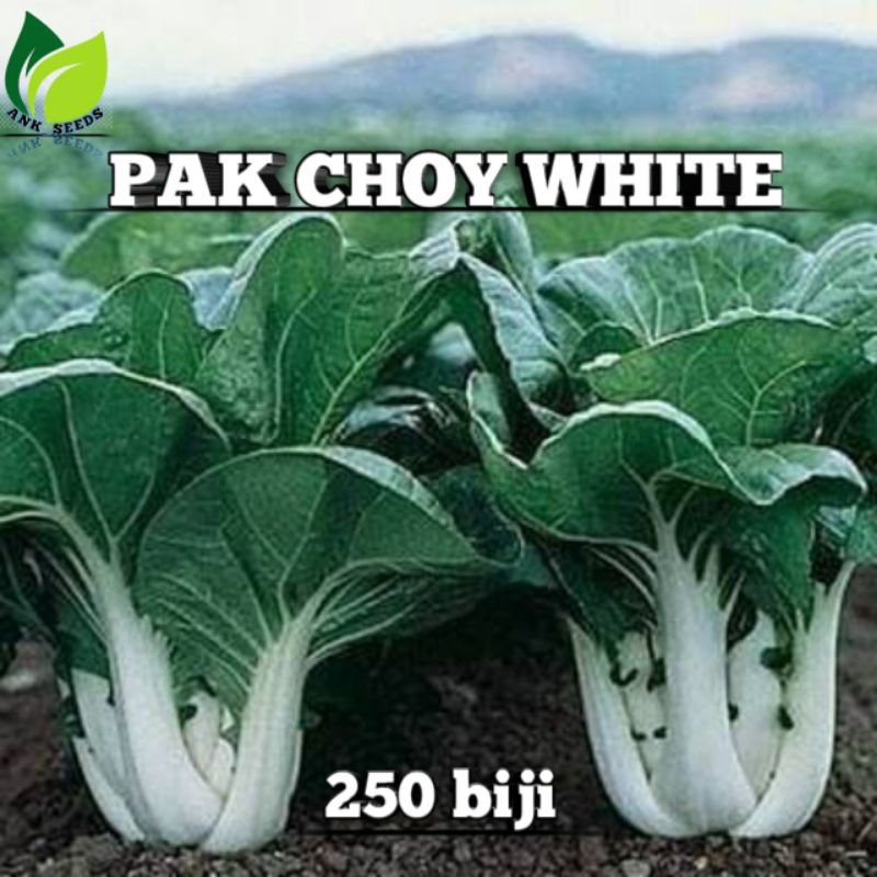 BENIH PAK CHOY WHITE 250 BIJI