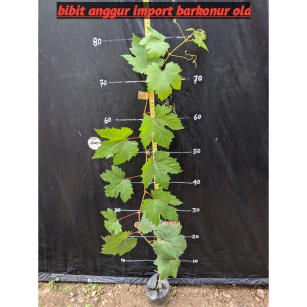 BIBIT ANGGUR IMPORT MERAH JENIS HAROLD ANGGUR IMPORT