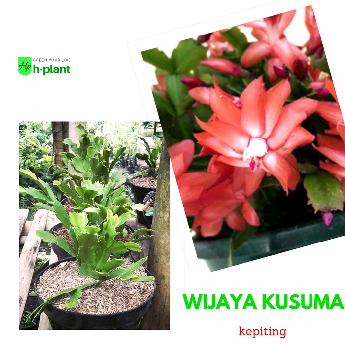 Tanaman hias wijaya kusuma kepiting merah TERBARU DAN TERLARIS