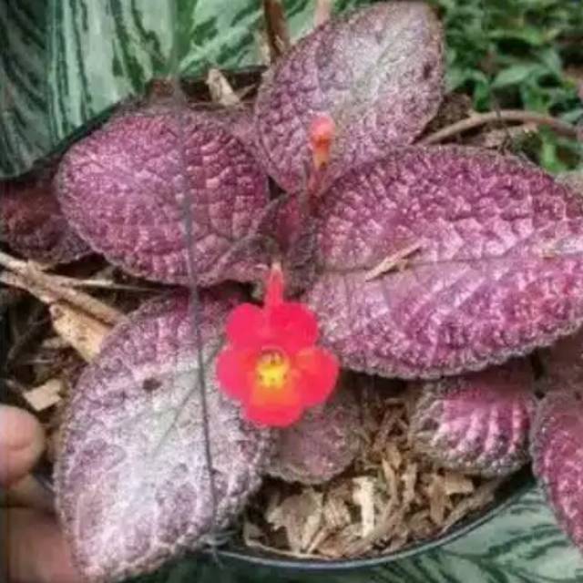 Tanaman hias gantung episcia ungu