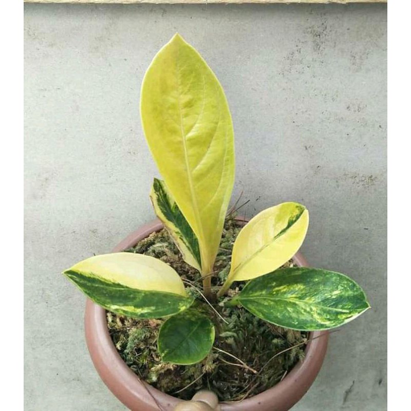 Anthurium Tornado Varigata / Anthurium Varigata