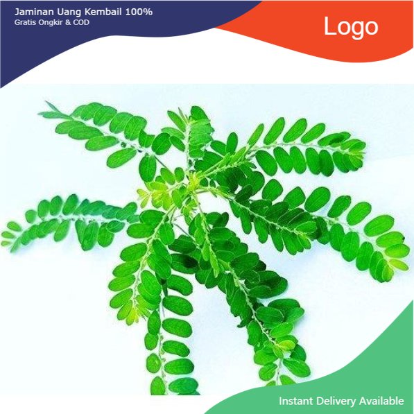 

Promo Daun meniran segar organik netto 100gram siap petik