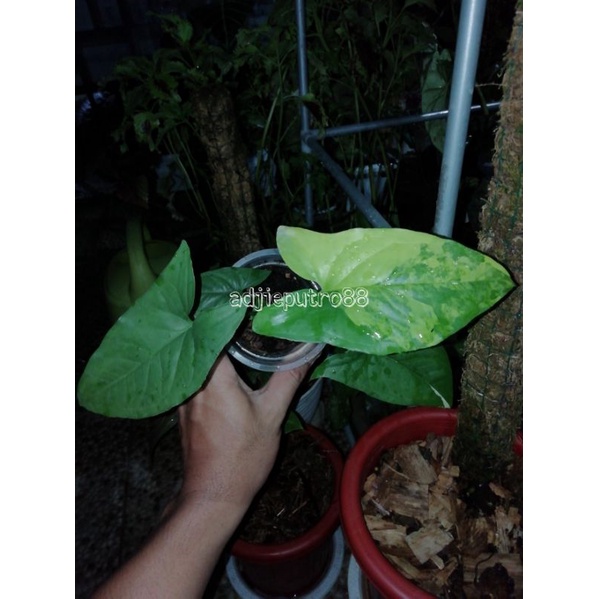 syngonium aurea /variegata yellow