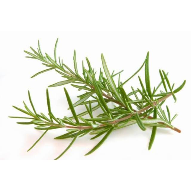 Jual Daun Rosemary / Rosemary Leaves Fresh (Pack)