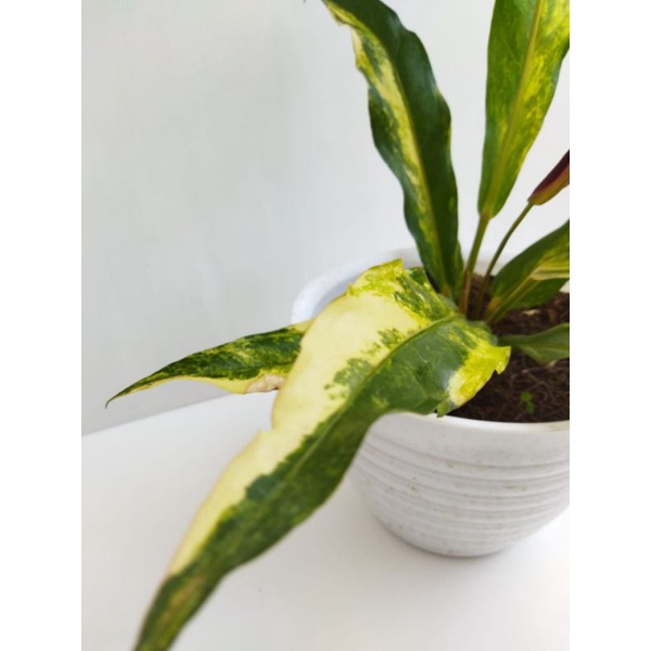 anthurium keris Variegata