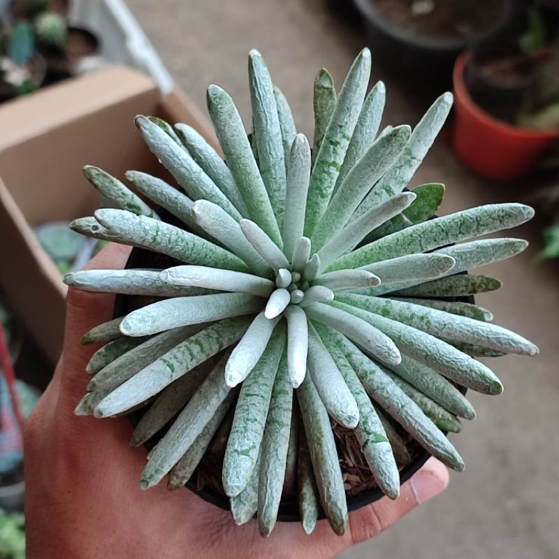 Sukulen senecio scaposus silver laba laba jumbo