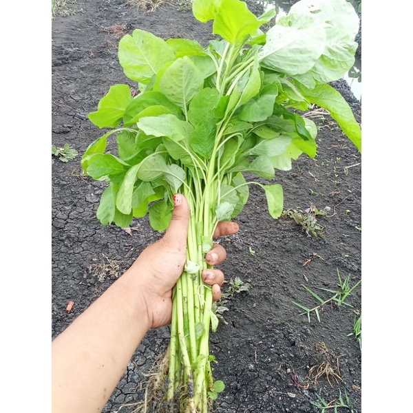 

BAYAM MURAH bayam segar 1ikat 200gr