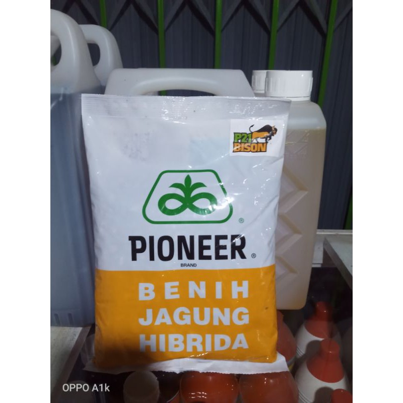 Benih Jagung Hibrida Pioneer P21 Dahsyat