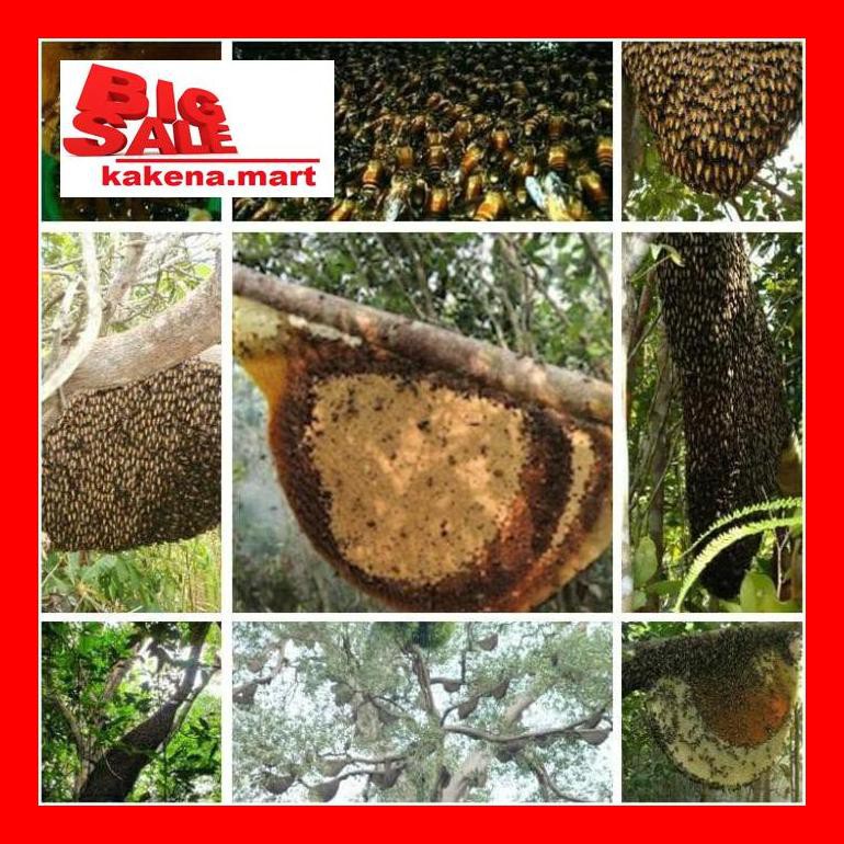 

Kak8Vitxd Madu Hitam Pahit "Lebah Liar Baduy" 1,5 Kg S50K50A