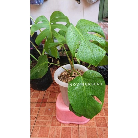 Monstera Borsigiana