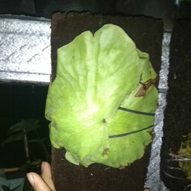 Platycerium grande, tanduk rusa simbar raksasa murah