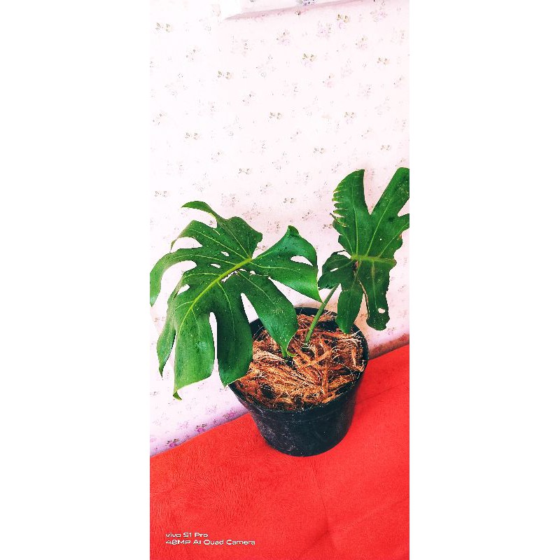 Bunga Monstera King Deliciosa Daun size L