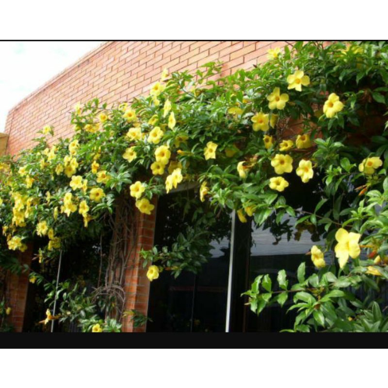 bunga terompet emas Alamanda kuning