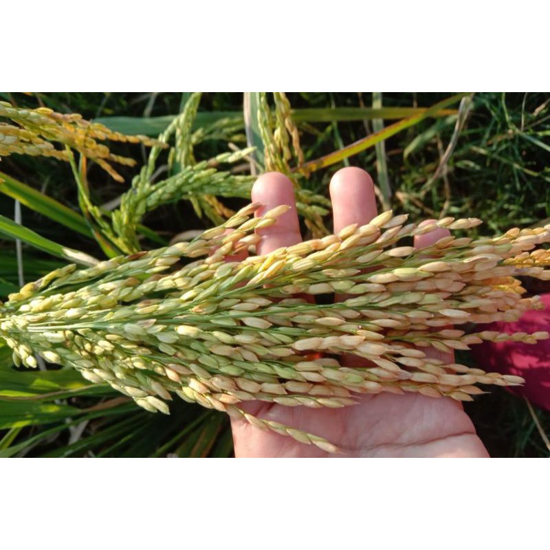 BIBIT PADI RAJASA 01