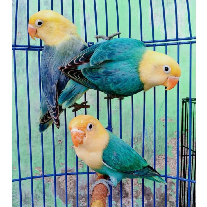 Lovebird Biola PB Blue dan Vio