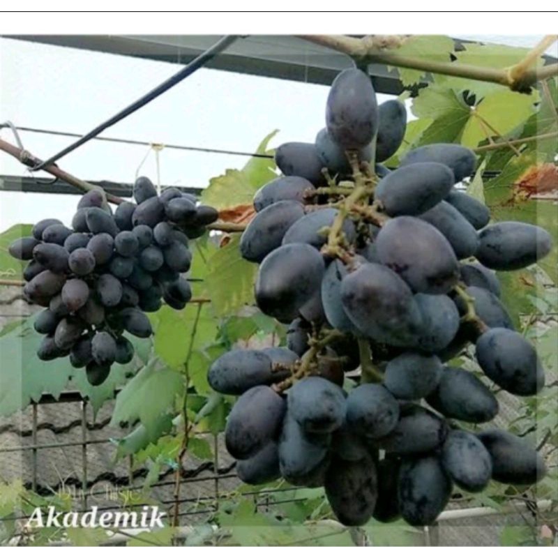 anggur akademik