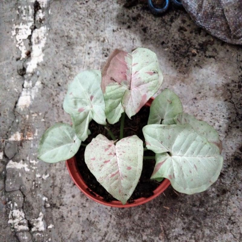 Milk confetti syngonium