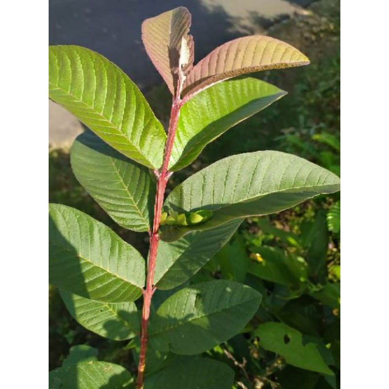 

DAUN JAMBU SEGAR