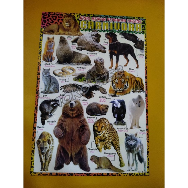 Poster macam macam hewan pemakan daging (karnivora) untuk belajar anak agar mengetahui macam hewan