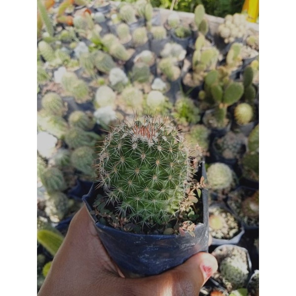 kaktus mammilaria import/kaktus murah/kaktus pasaman/kaktus ownroot kaktus anakan malaysia