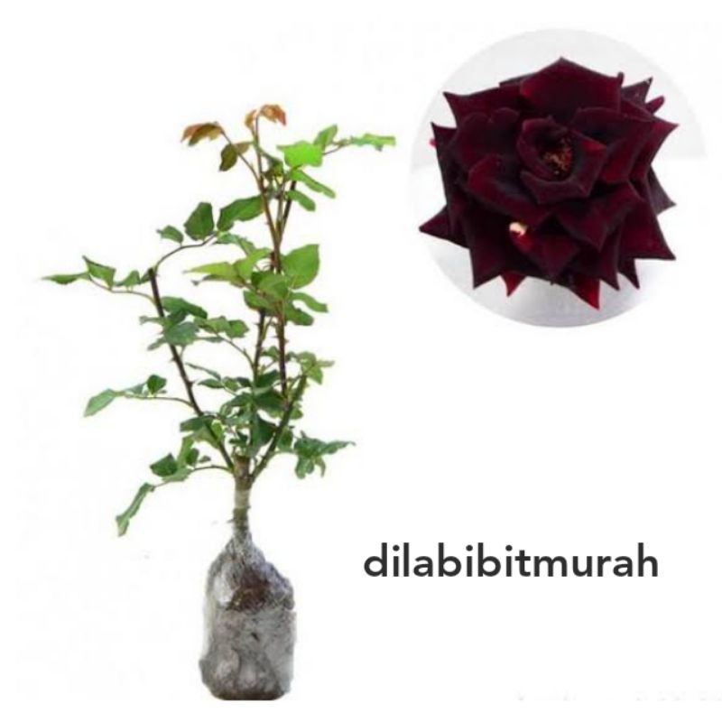 bibit mawar hitam super