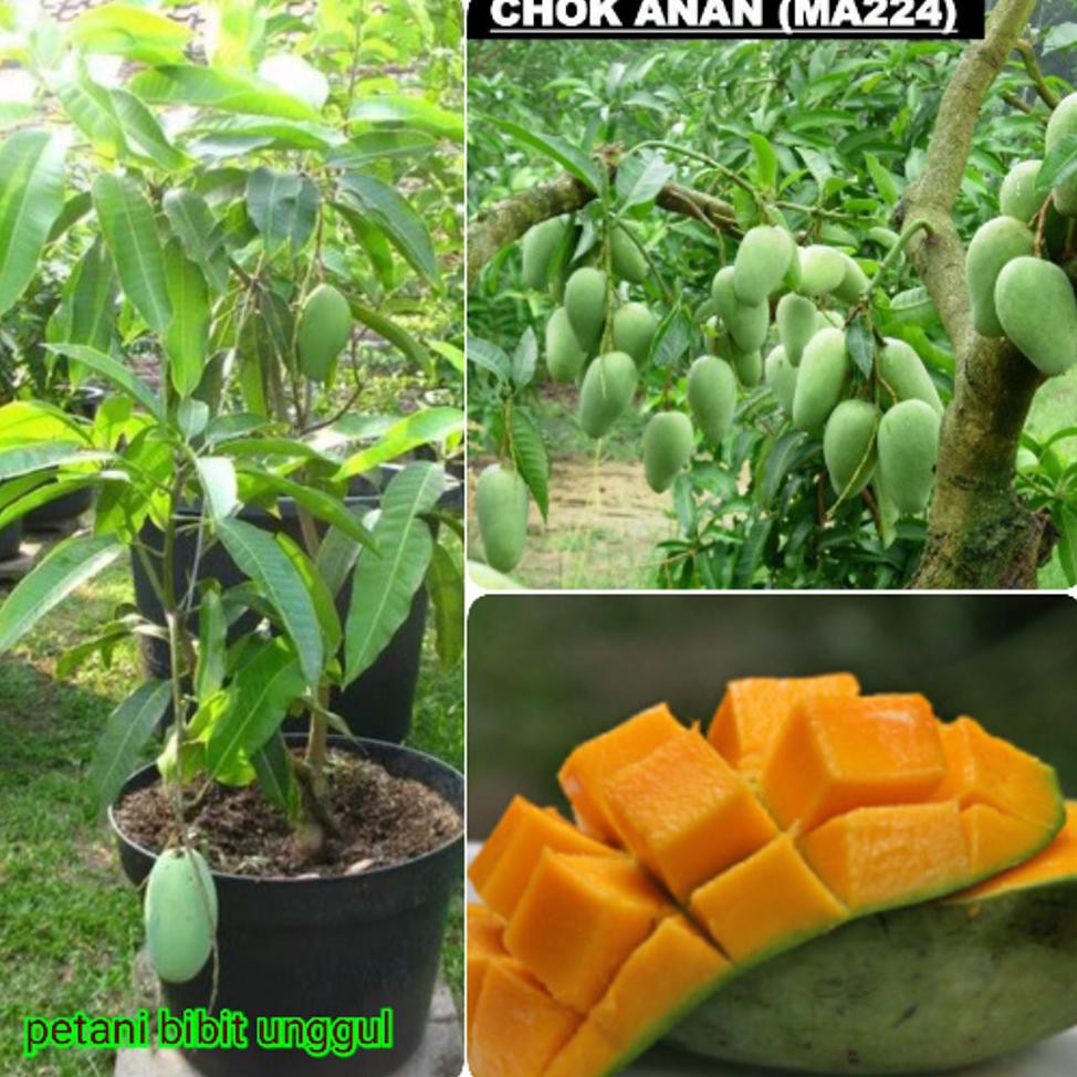 BIBIT BUAH MANGGA CHOKANAN 1 TAHUN SUDAH BERBUAH *_*