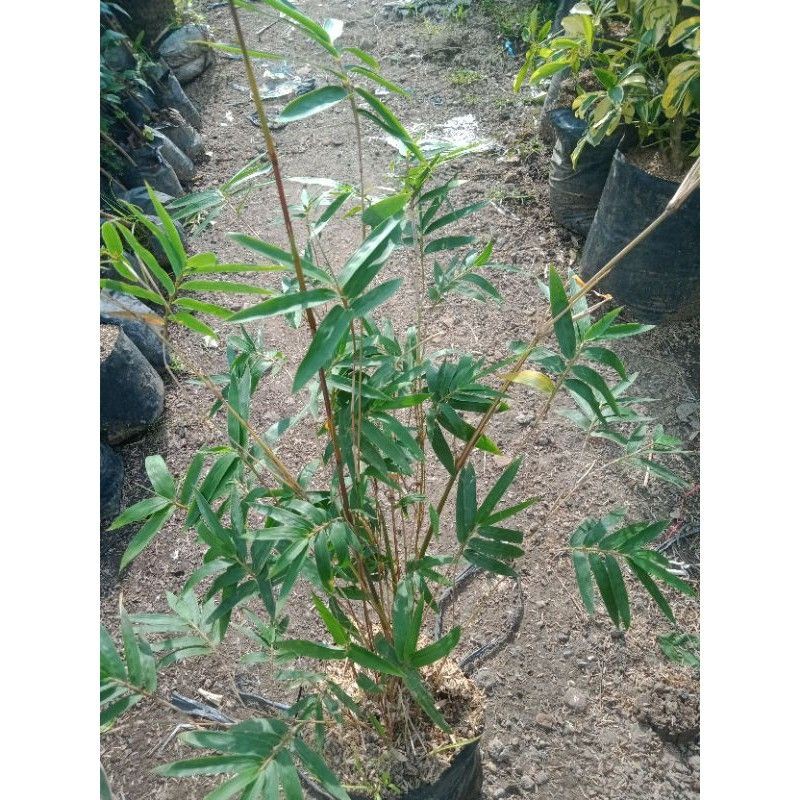 tanaman bambu kuning mini