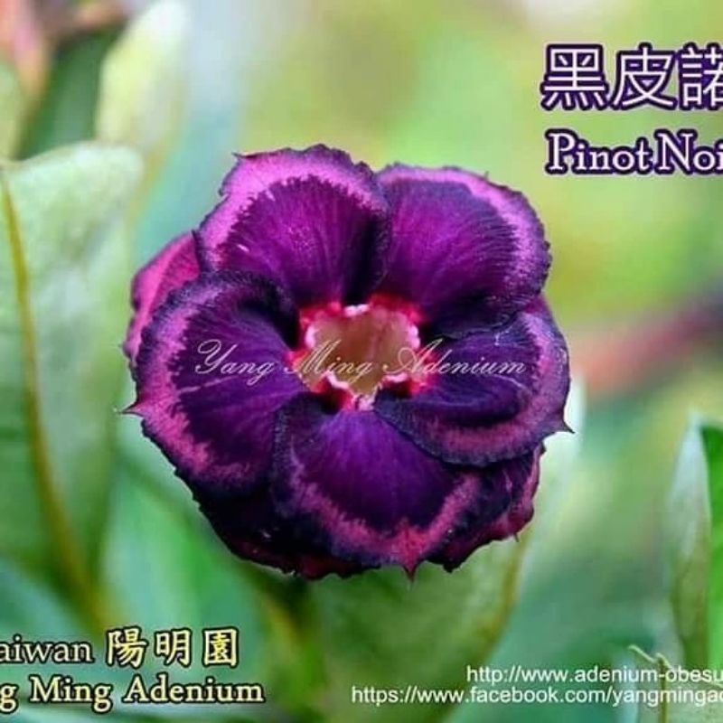 ADENIUM GRAFTING BUNGA TUMPUK