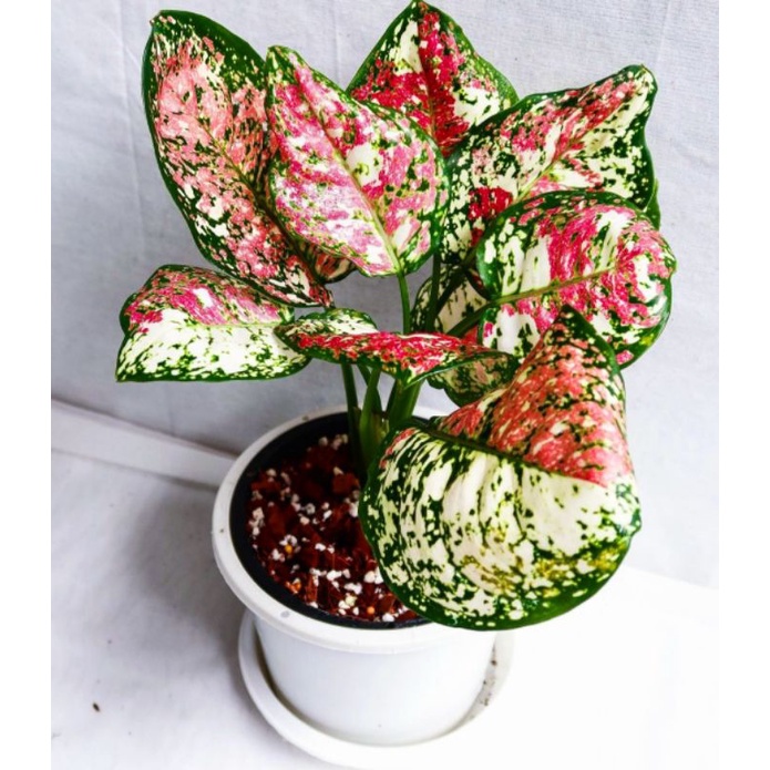 Tanaman hias aglonema tri color / aglaonema tri color / aglonema murah / aglaonema murah