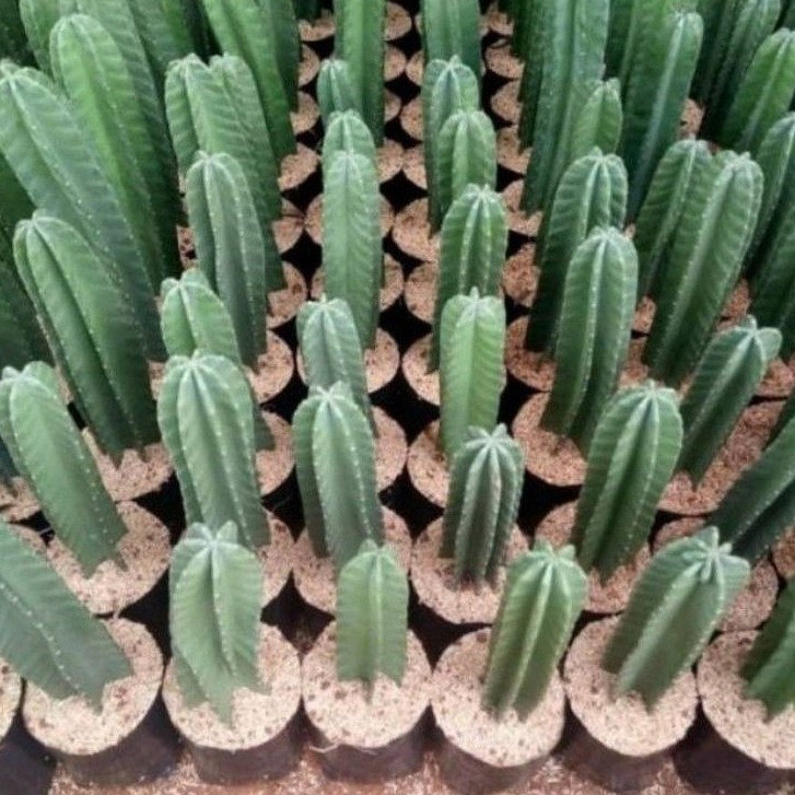 ( BISA COD ) PROMO! Tanaman Kaktus Koboi Murah / Tanaman Hias Kaktus Koboy / Kaktus Belimbing Cactus-2