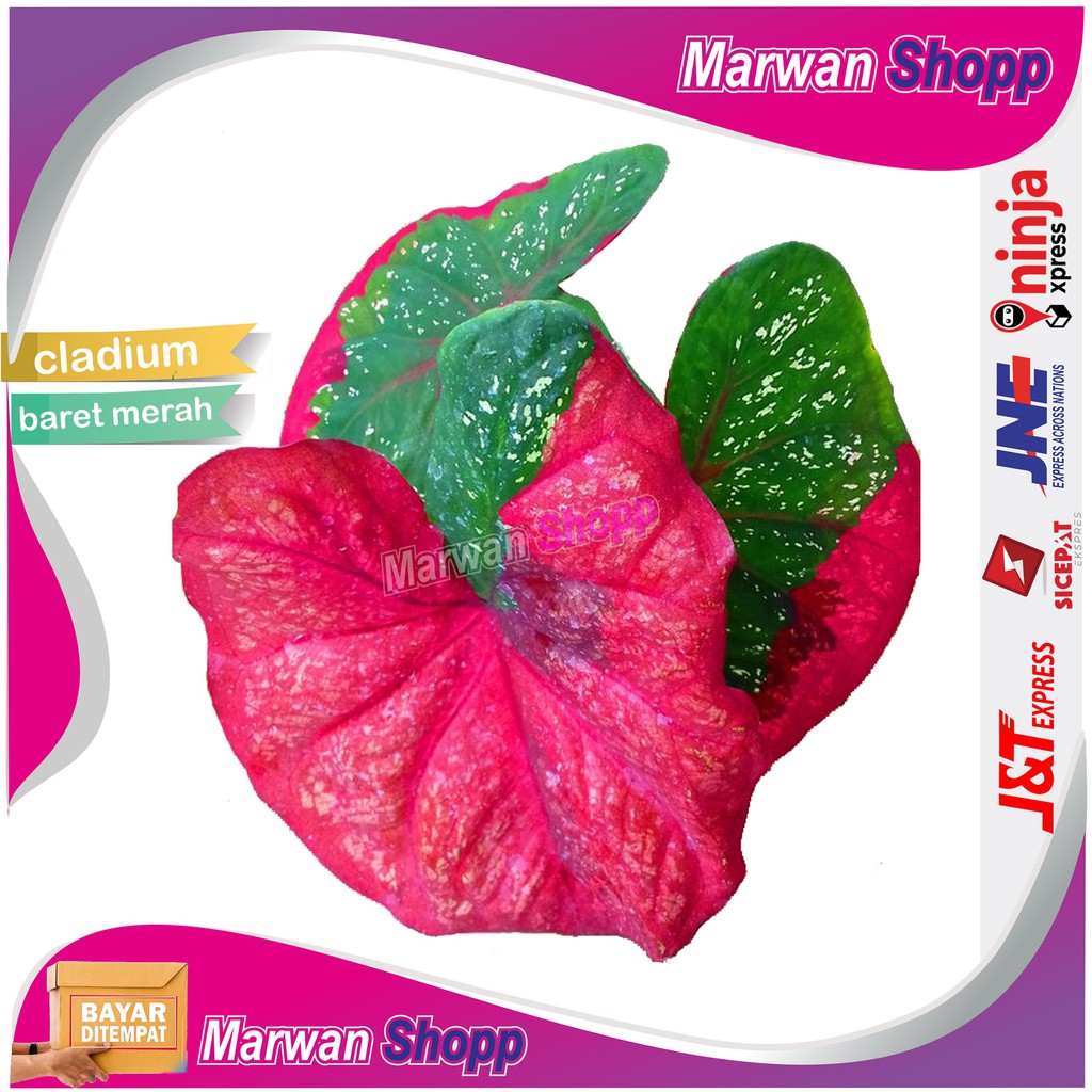 TANAMAN HIAS KELADI BARET MERAH VARIGATA INDUKAN MARWAN SHOPP