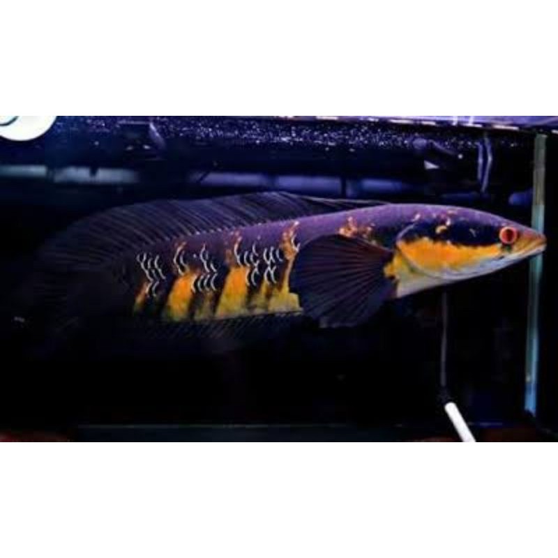 Channa Marulidoes Red Sampit