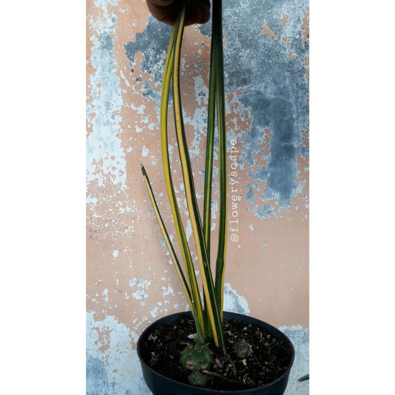 sansevieria pencil variegata