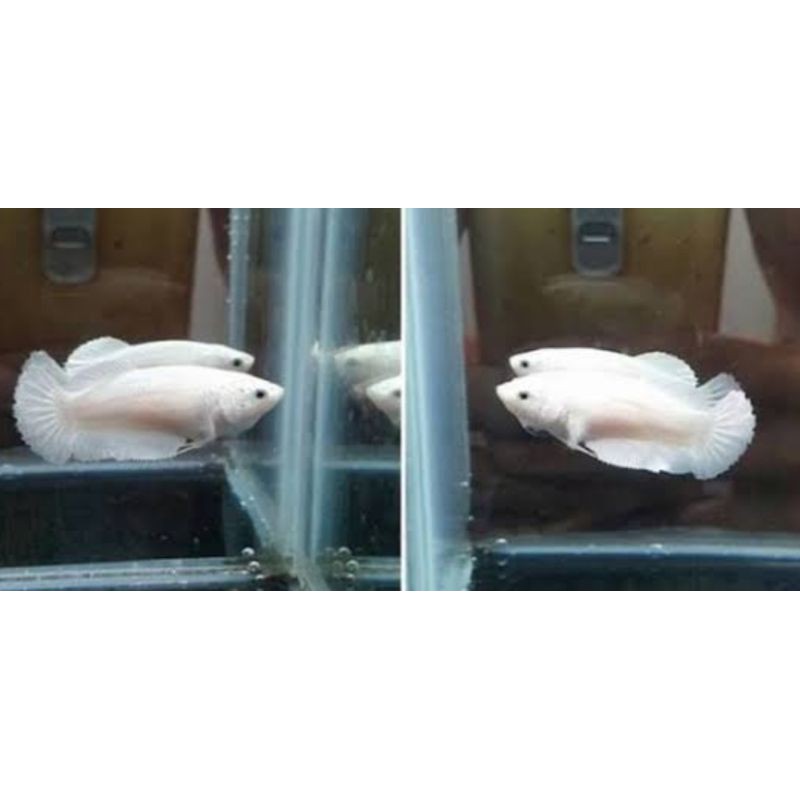 ikan cupang halfmoon WP(BETINA)