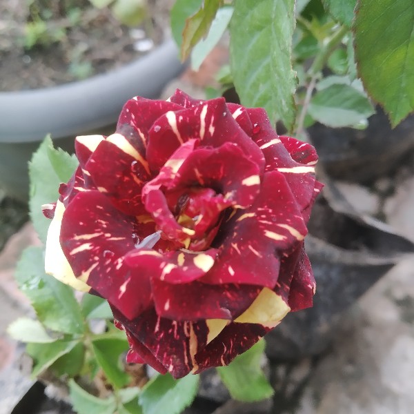 Tanaman Hias Dianthus Atau Anyelir Merah Murah