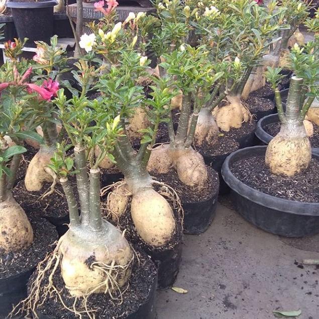 Fast Shipment bibit bahan bonsai adenium bonggol besar kamboja jepang
