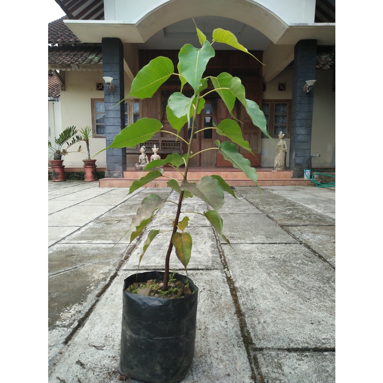 Pohon Bodhi / Ficus Religiosa