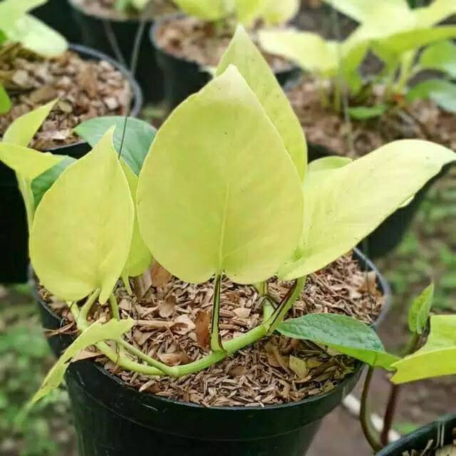 Sirih Gading Lemon Love