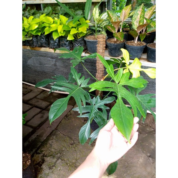 Tanaman Hias Philodenron Florida Ghost Mint/Florida Ghost Mint