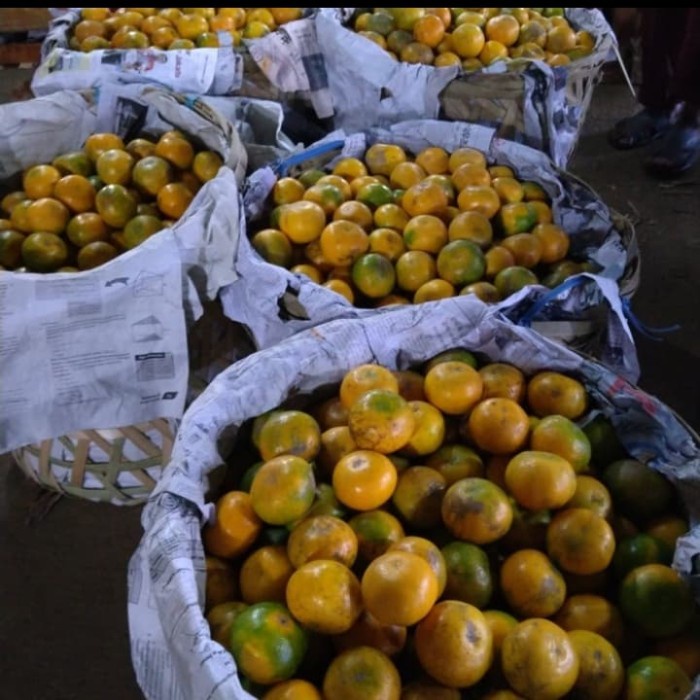 

grosir jeruk Medan /jeruk grosir