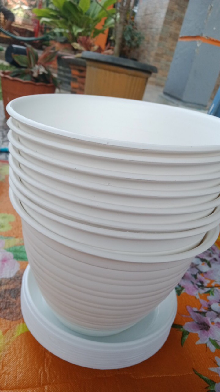 Pot Bunga Tanaman Tawon Putih 18cm +tatakan Bawah