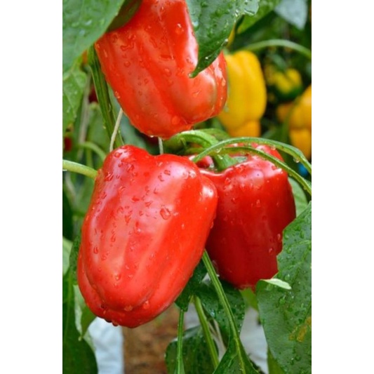benih bibit paprika merah isi 10 biji paprika red star