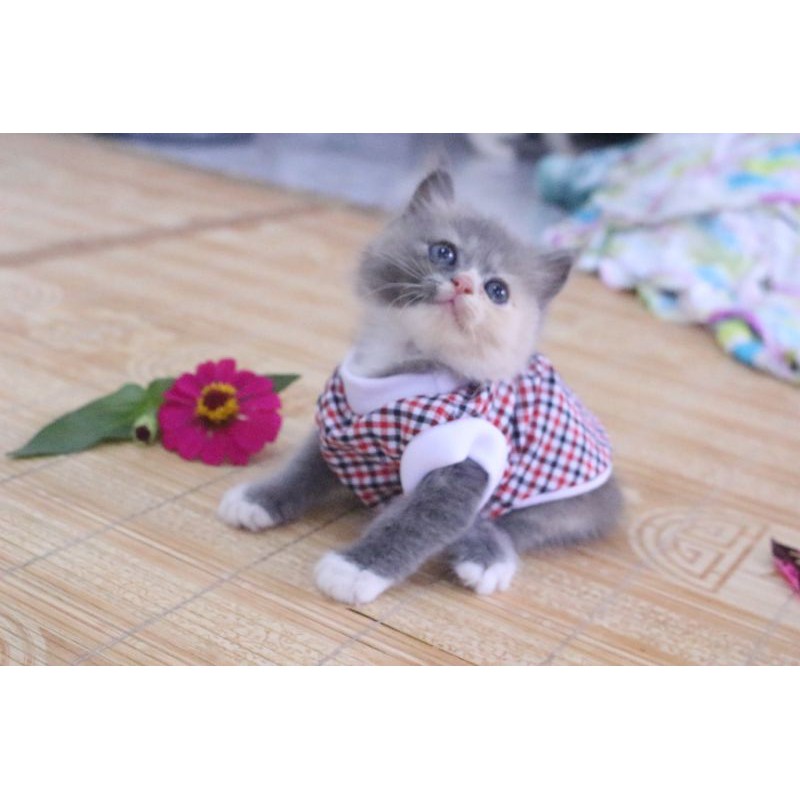 Kaos rumahan motif kode #7832 lucu untuk kucing dan anjing / baju kucing murah size S M L XL