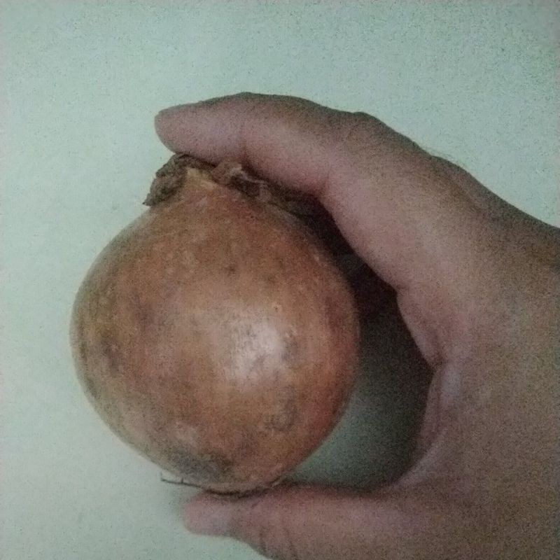 

Bawang Bombay 250gr