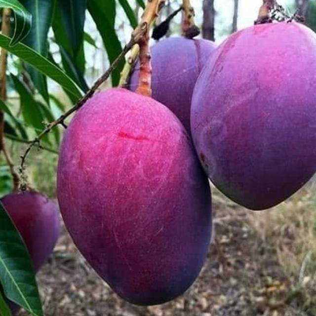 bibit pohon mangga irwin ungu / pohon mangga