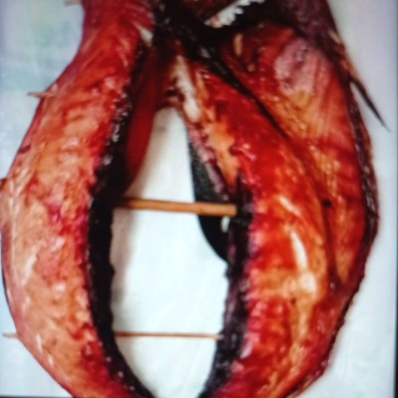 

cakalang fufu asap fresh (khas manado) Harga cek dideskripsi√√..