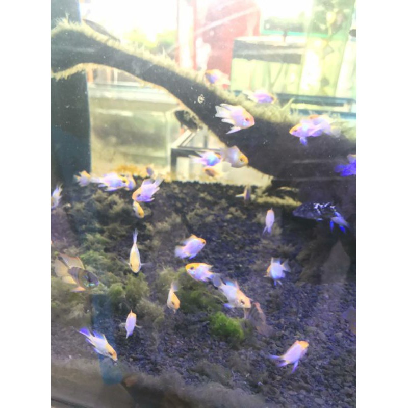 

ikan ramirezi golden
