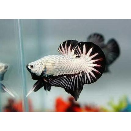 Ikan Cupang Bagan Medan Bangkok Import Black Dragon Murah Aduan Ipoh Shopee Indonesia