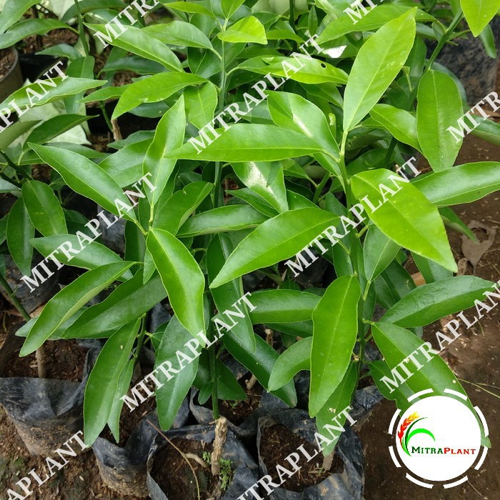 Pohon Jeruk Nagami Bibit Jeruk Nagami Bibit Pohon Jeruk Nagami